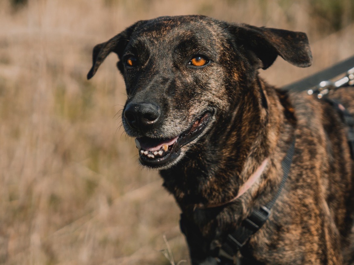 Adotta il cane JUDY a Caserta