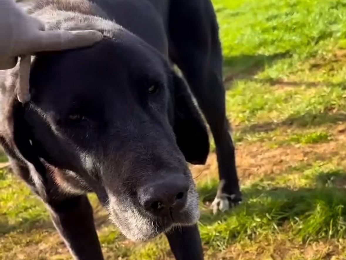Adotta un cane, maschio, 9 anni e 3 mesi, Frosinone