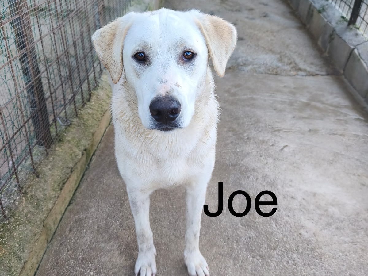 Adozione cane, maschio, Labrador Retriever Razza sconosciuta, 9 mesi, taglia media, Avellino