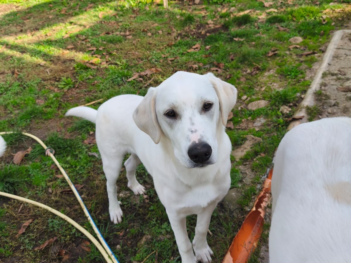 Adotta un cane, maschio, 9 mesi, Avellino