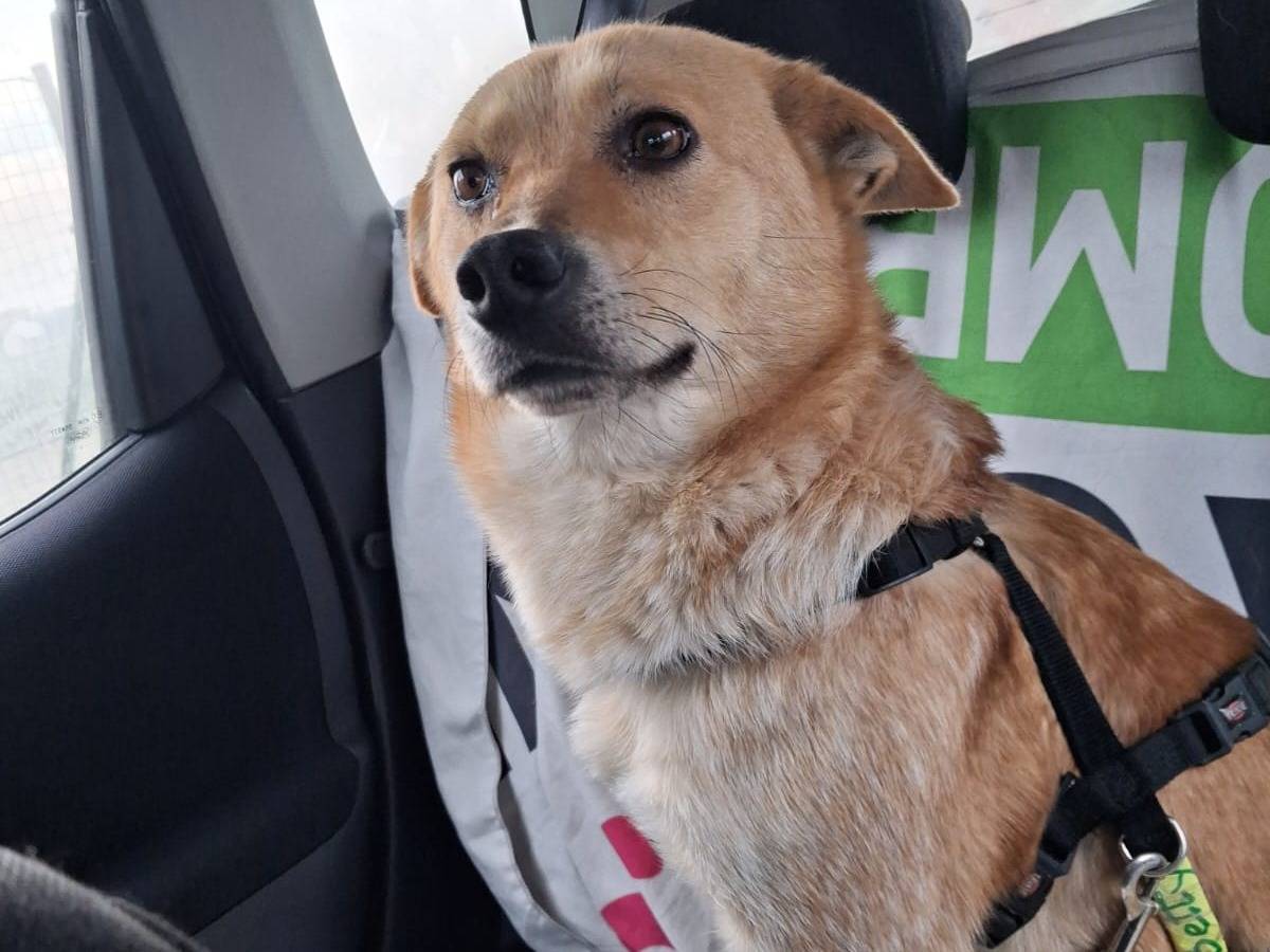 Vuoi adottare un cane a Milano?