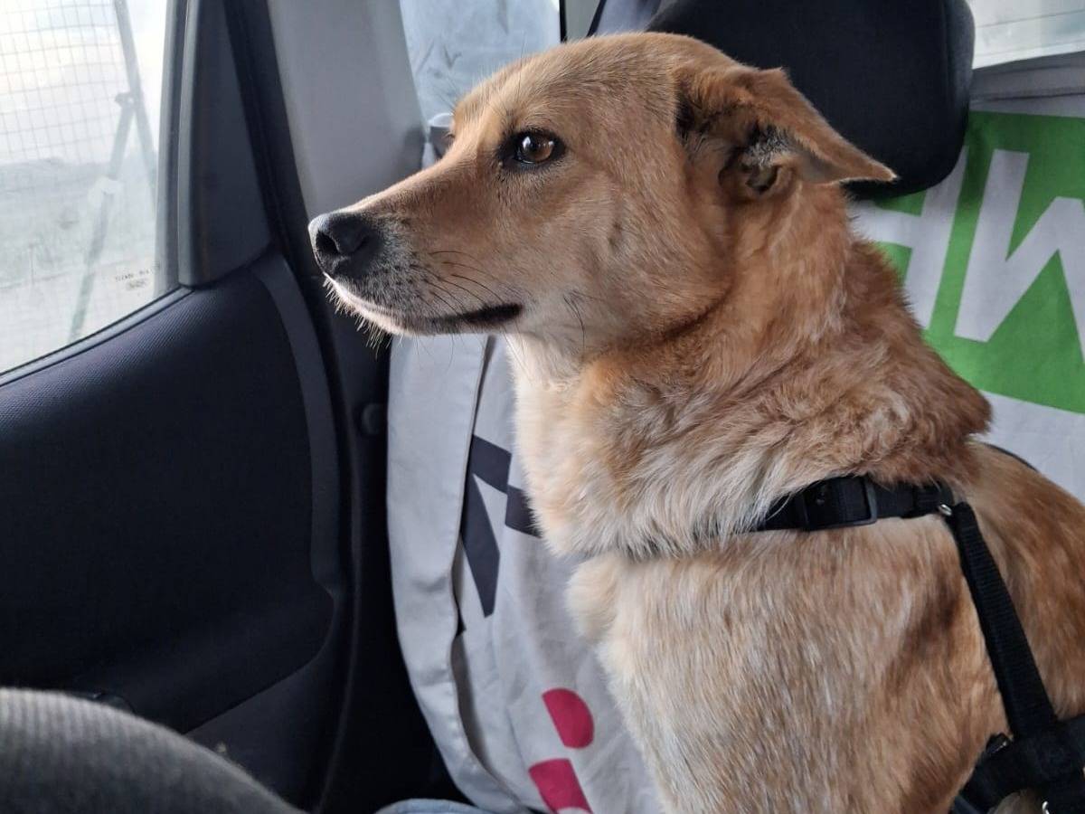 Adotta il cane Betty a Milano