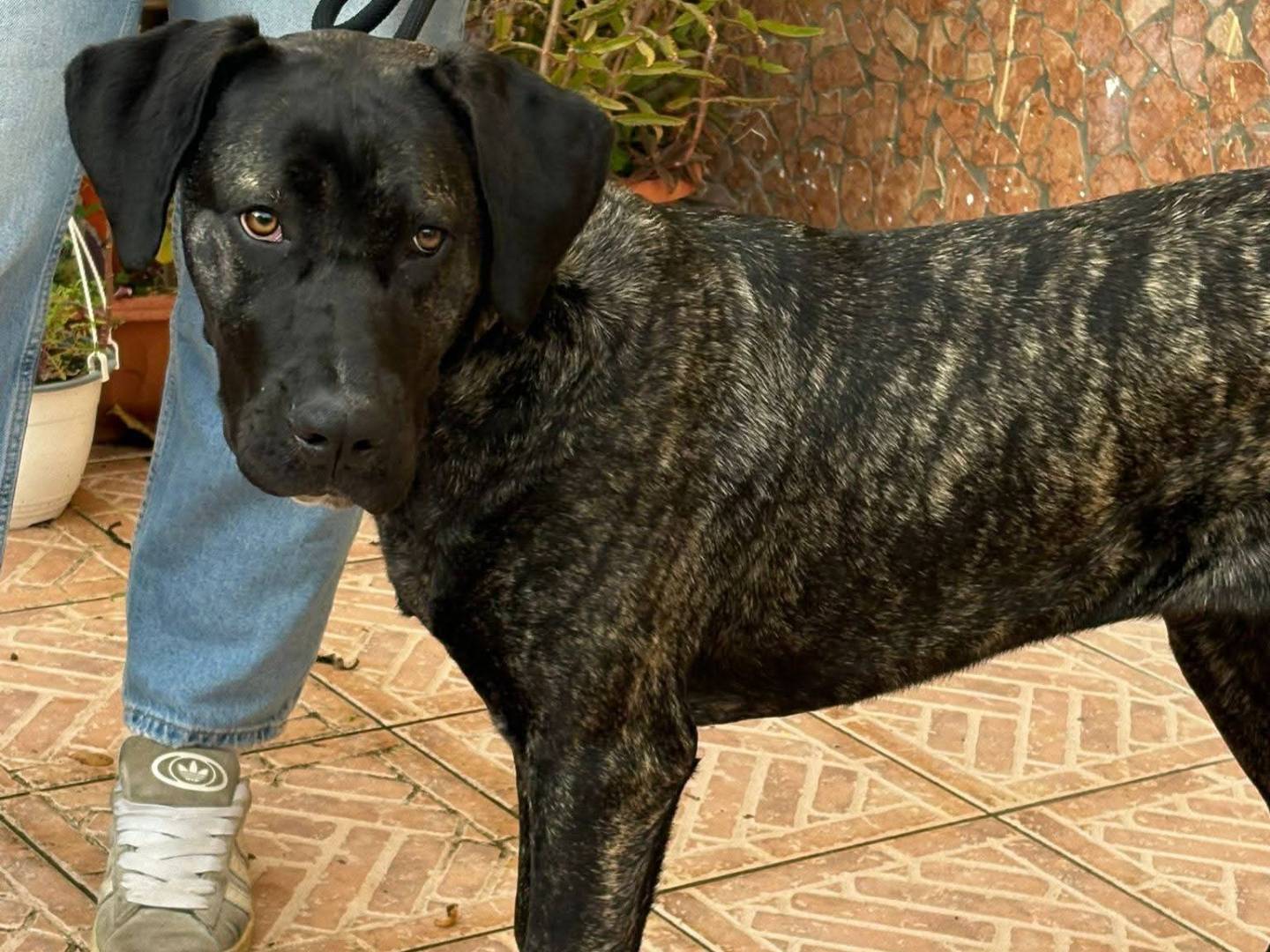 Adozione cane, femmina, Corso Razza sconosciuta, 5 mesi, taglia media, Caserta