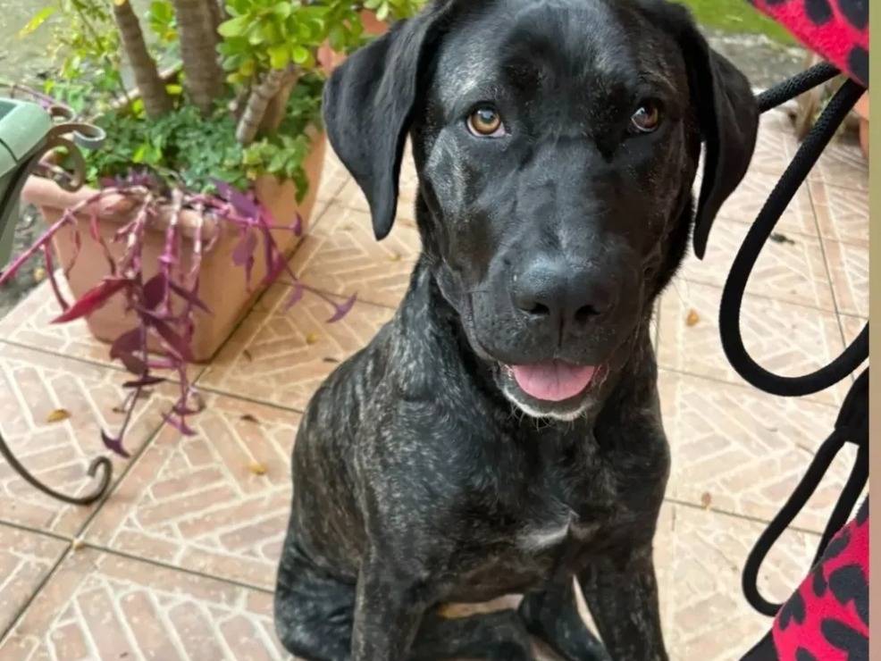 Adotta un cane, femmina, 5 mesi, Caserta