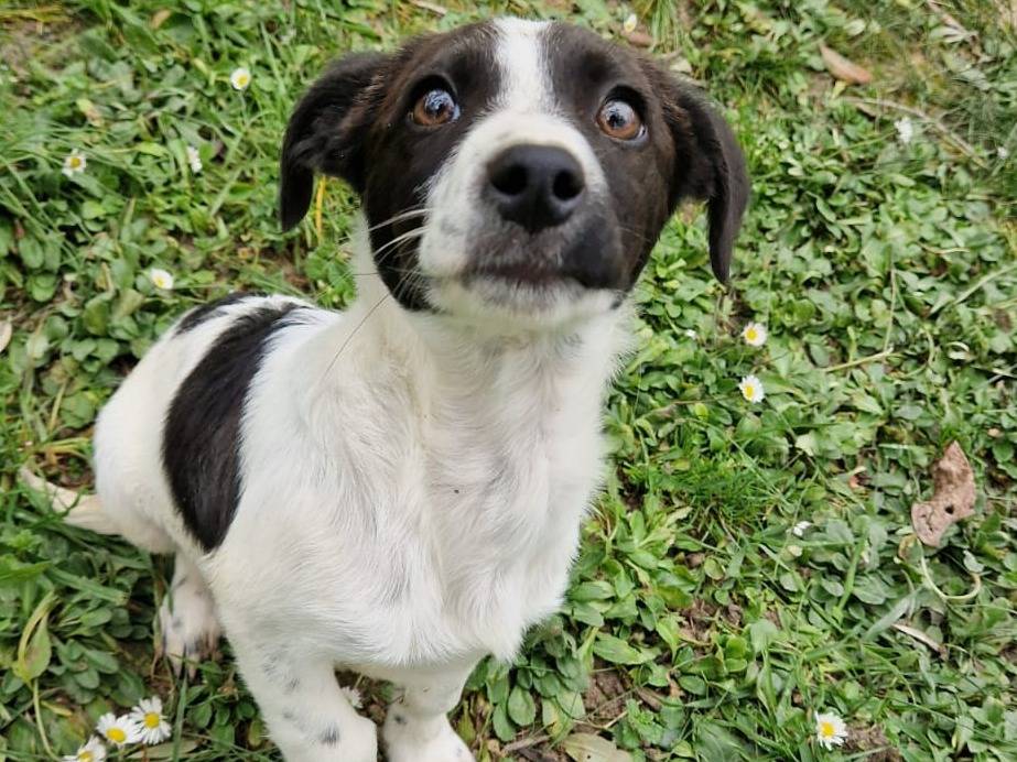 Adozione cane, maschio, Razza sconosciuta Razza sconosciuta, 5 mesi, taglia piccola, Frosinone