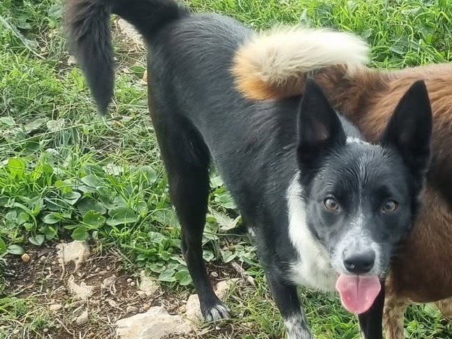 Adotta un cane, femmina, 9 mesi, Latina
