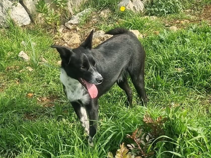 Adotta un cane, taglia media contenuta, femmina, Latina