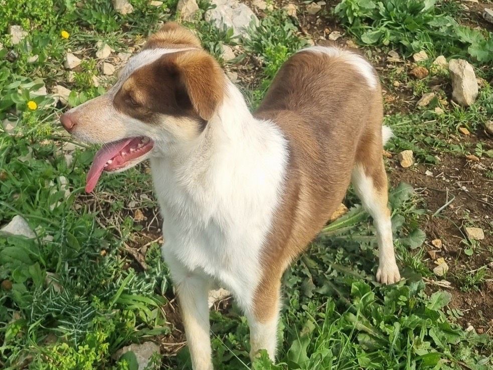 Vuoi adottare un cane a Latina?