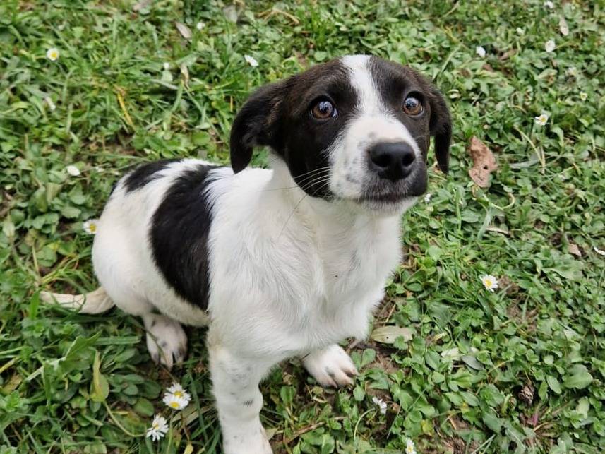 Adotta un cane, taglia piccola, maschio, Frosinone