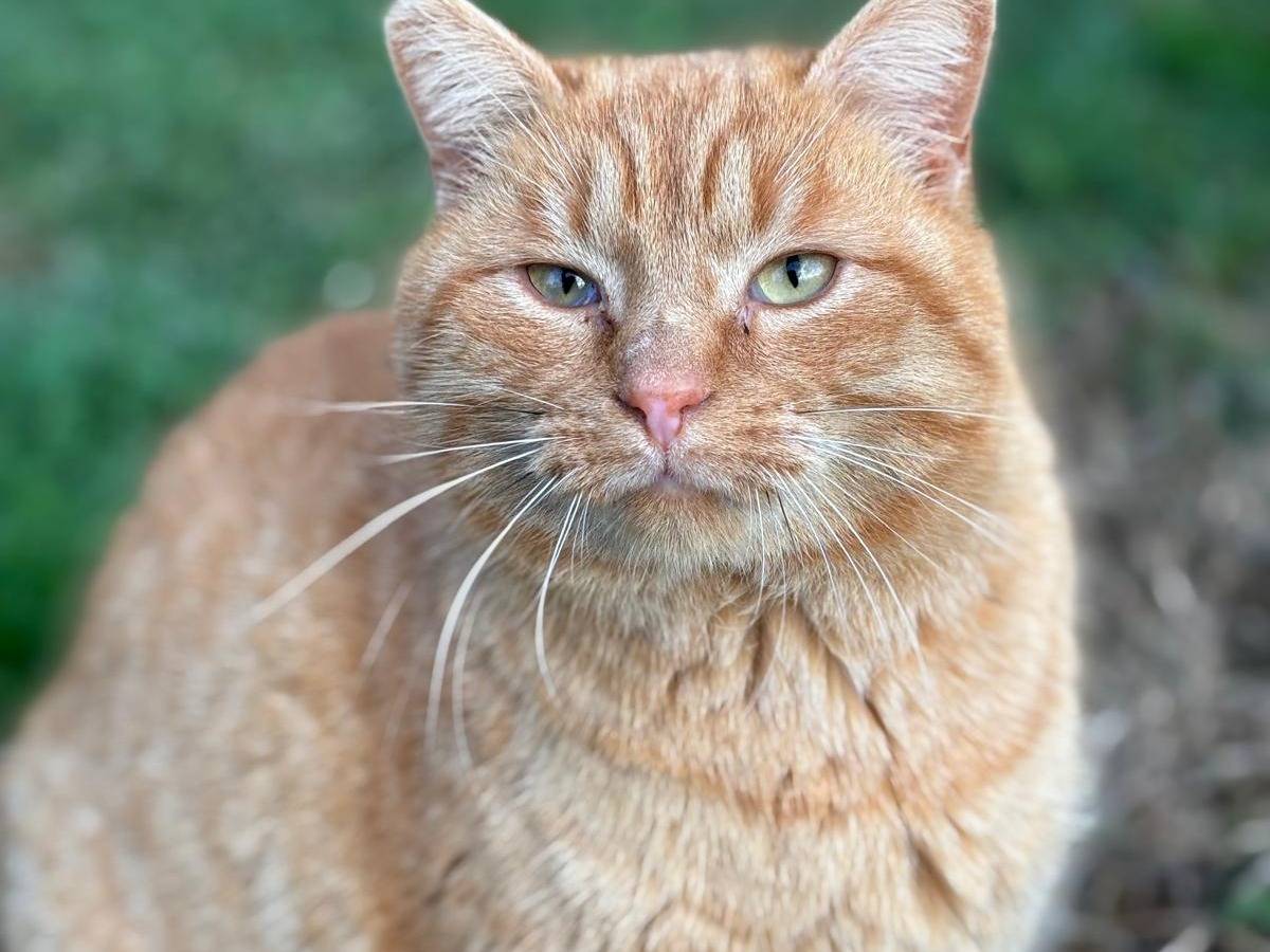 Adozione gatto, maschio, Razza sconosciuta Razza sconosciuta, 2 anni e 8 mesi, taglia non valida, Pisa