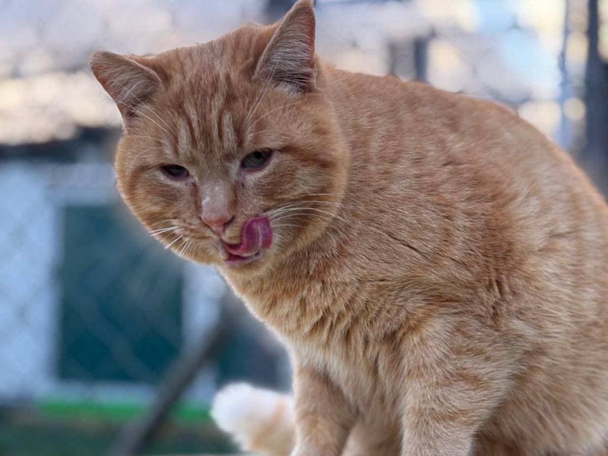 Adotta un gatto, taglia non valida, maschio, Pisa