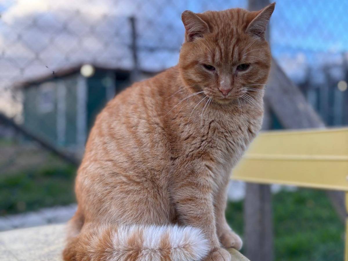 Vuoi adottare un gatto a Pisa?