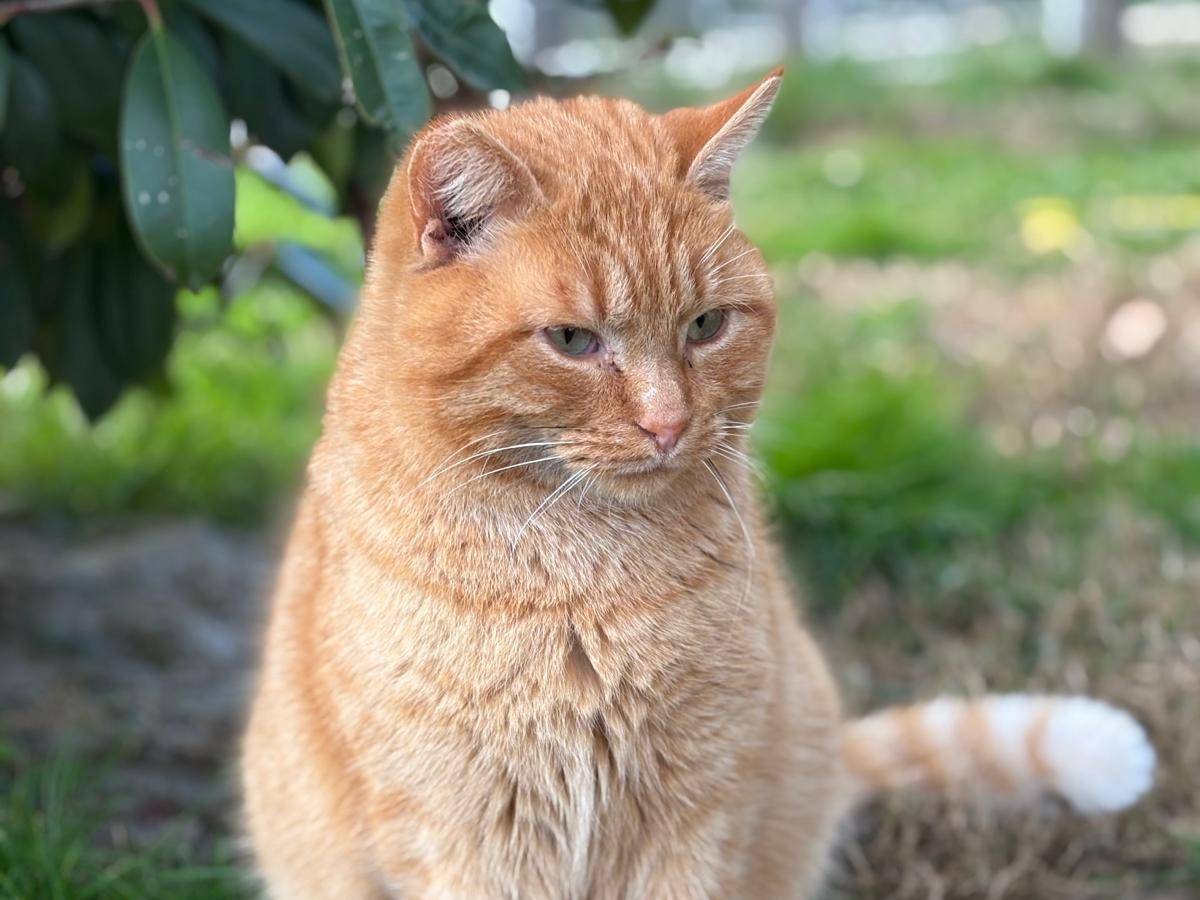Adotta il gatto Rossano  a Pisa