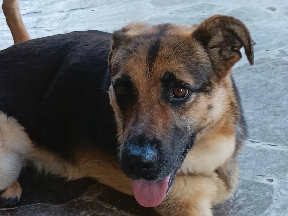 Adozione cane, femmina, Pastore tedesco Razza sconosciuta, 7 anni e 9 mesi, taglia media, Caserta