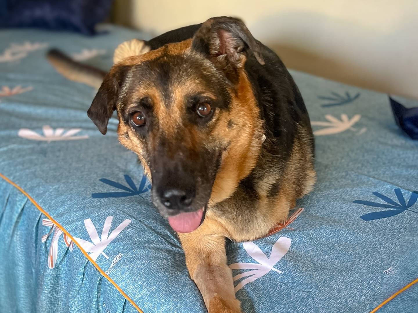 Adotta un cane, femmina, 7 anni e 9 mesi, Caserta