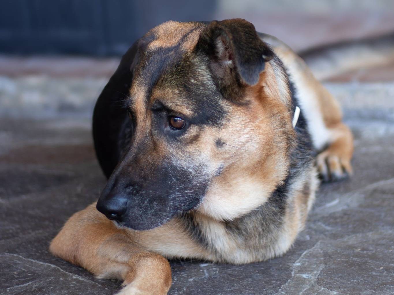Vuoi adottare un cane a Caserta?