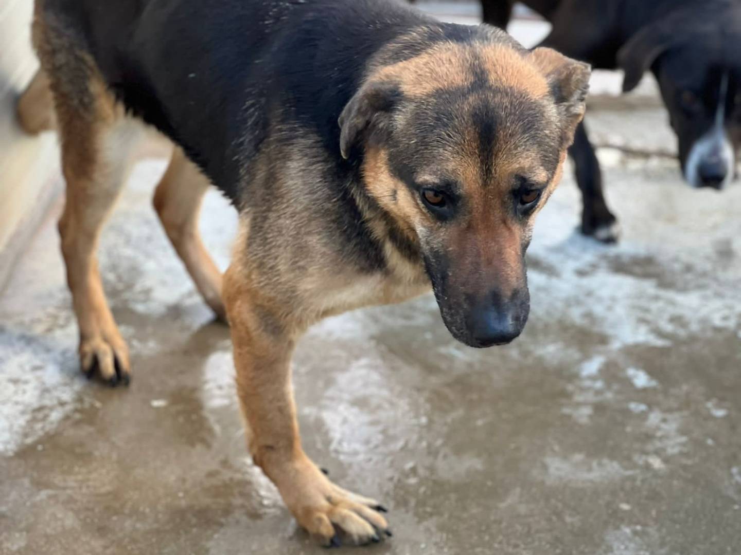 Adotta il cane Gioia a Caserta