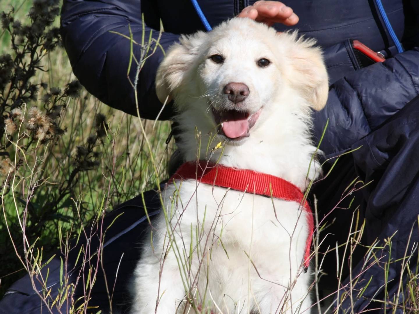Adozione cane, maschio, Razza sconosciuta Razza sconosciuta, 3 mesi, taglia media, Torino