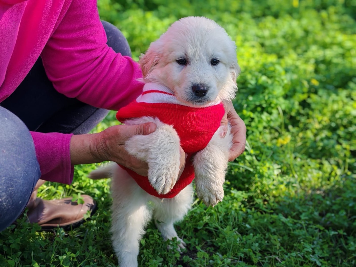 Adozione cane, maschio, Razza sconosciuta Razza sconosciuta, 3 mesi, taglia media, Cosenza