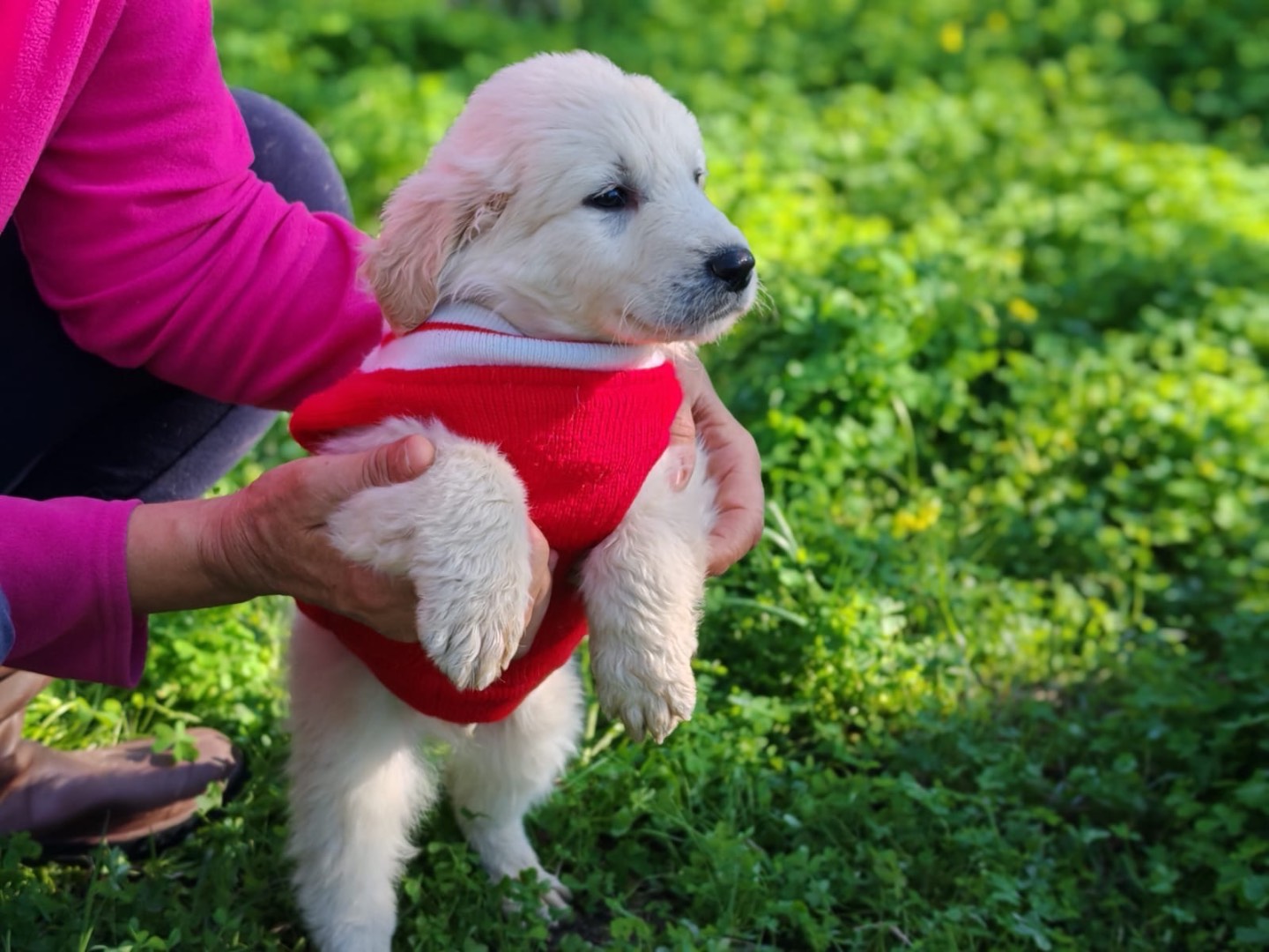 Adotta un cane, maschio, 3 mesi, Cosenza