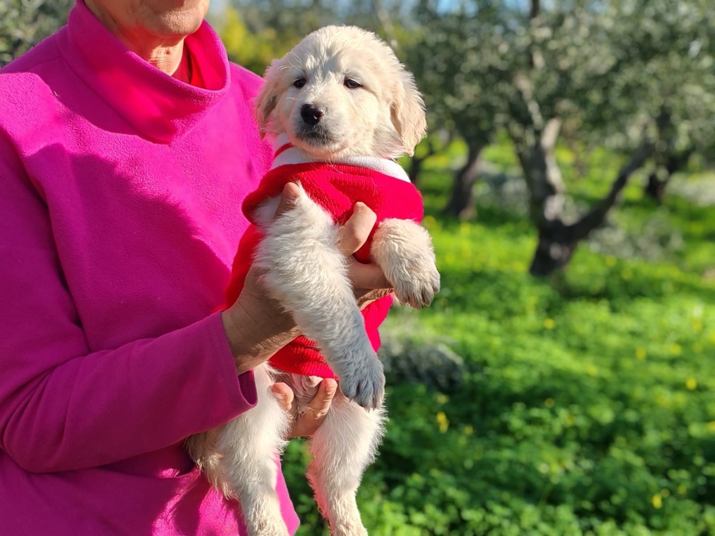 Adotta un cane, taglia media, maschio, Cosenza