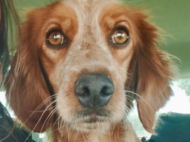 Vuoi adottare un cane a Genova?