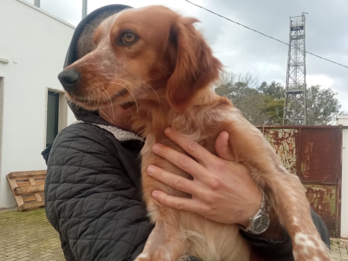 Adotta il cane Ambra a Genova