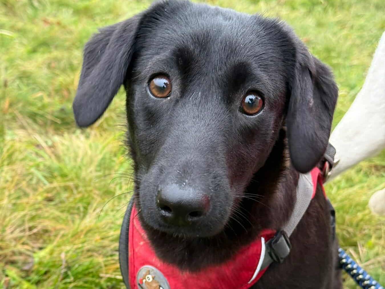 Adotta un cane, femmina, 2 settimane, Firenze