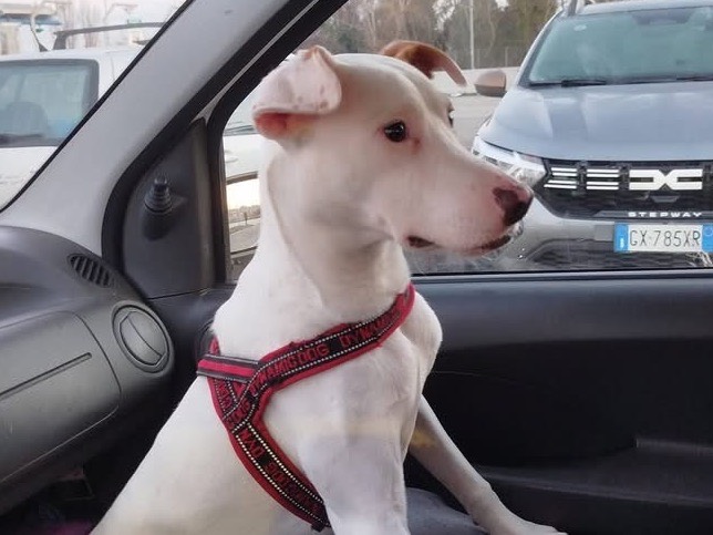 Adotta un cane, maschio, 10 mesi, Pesaro