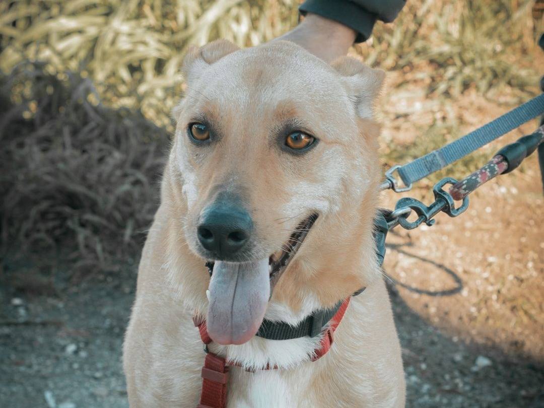 Adozione cane, maschio, Razza sconosciuta Razza sconosciuta, 2 anni e 6 mesi, taglia media contenuta, Caserta