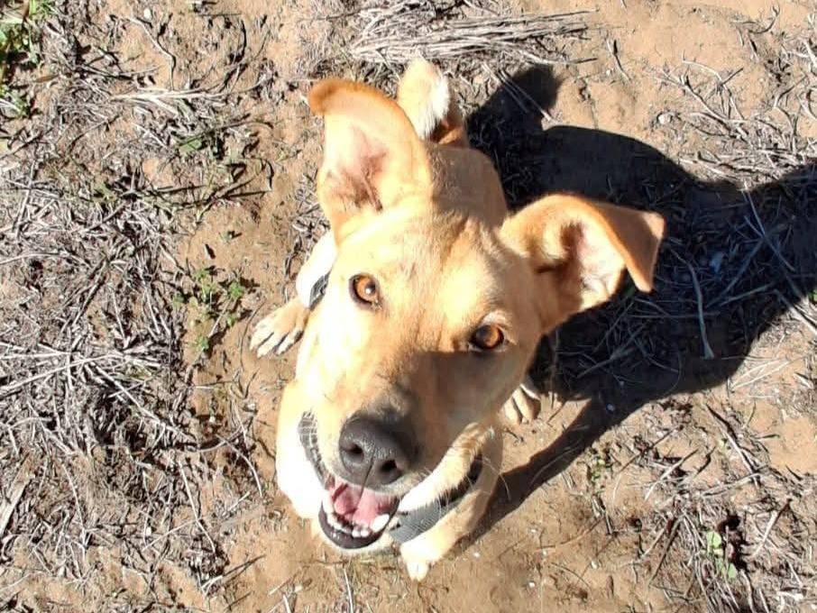 Adotta il cane JUNIOR a Caserta