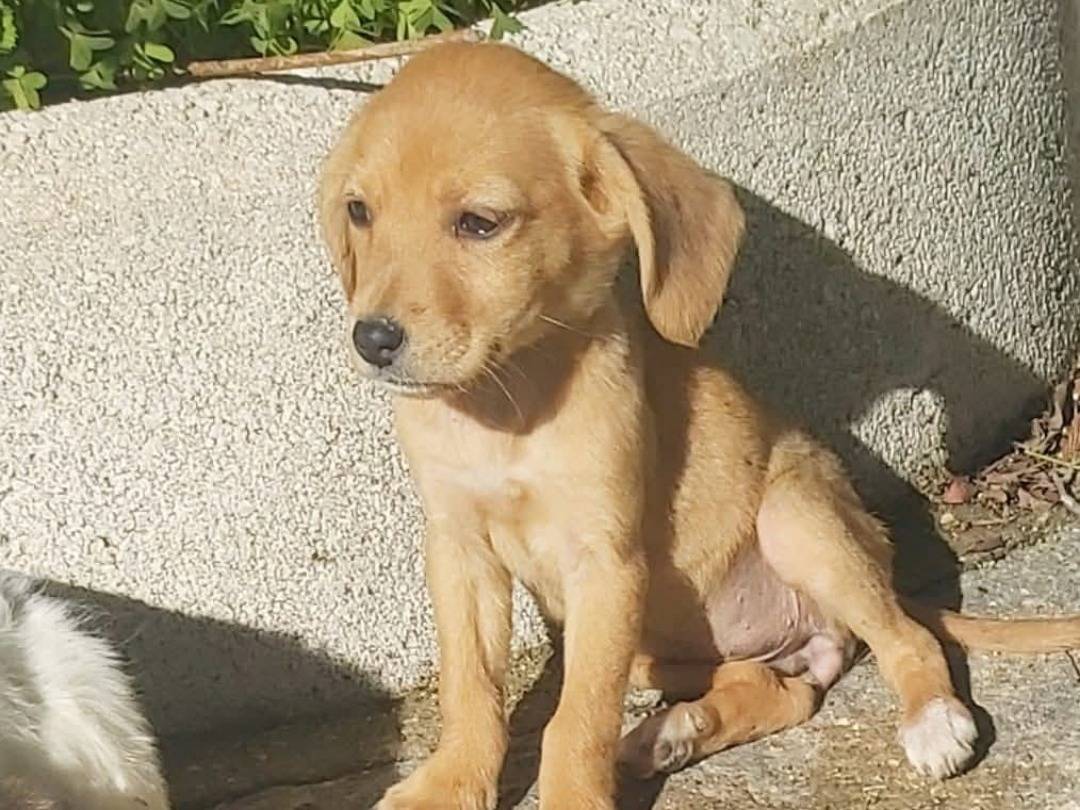 Adozione cane, femmina, Razza sconosciuta Razza sconosciuta, 4 mesi, taglia media contenuta, Firenze