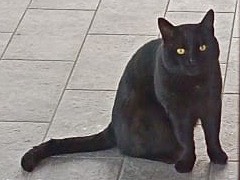 Adozione gatto, maschio, Razza sconosciuta Razza sconosciuta, 1 anno e 1 mese, taglia non valida, Prato