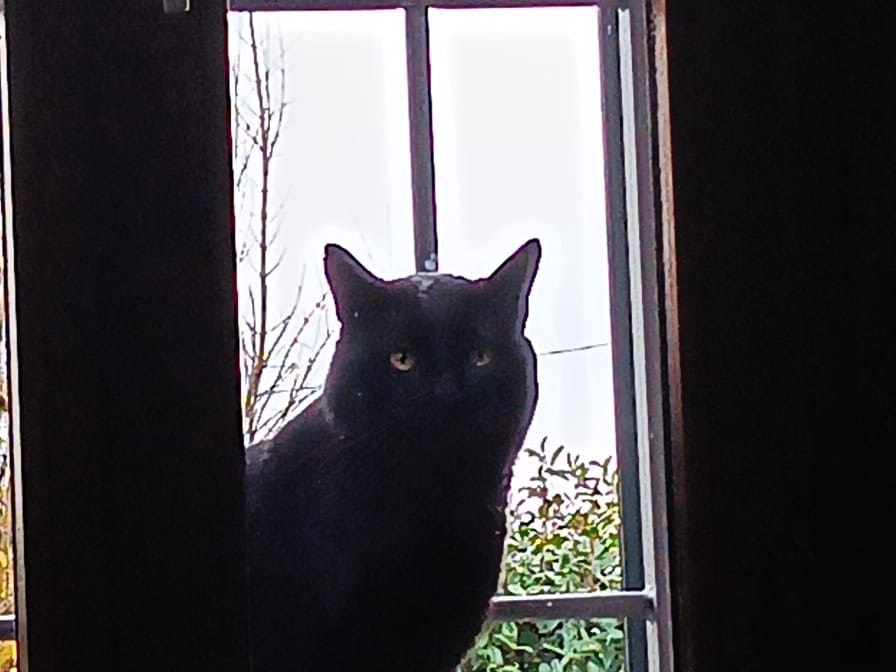 Adotta un gatto, maschio, 1 anno e 1 mese, Prato