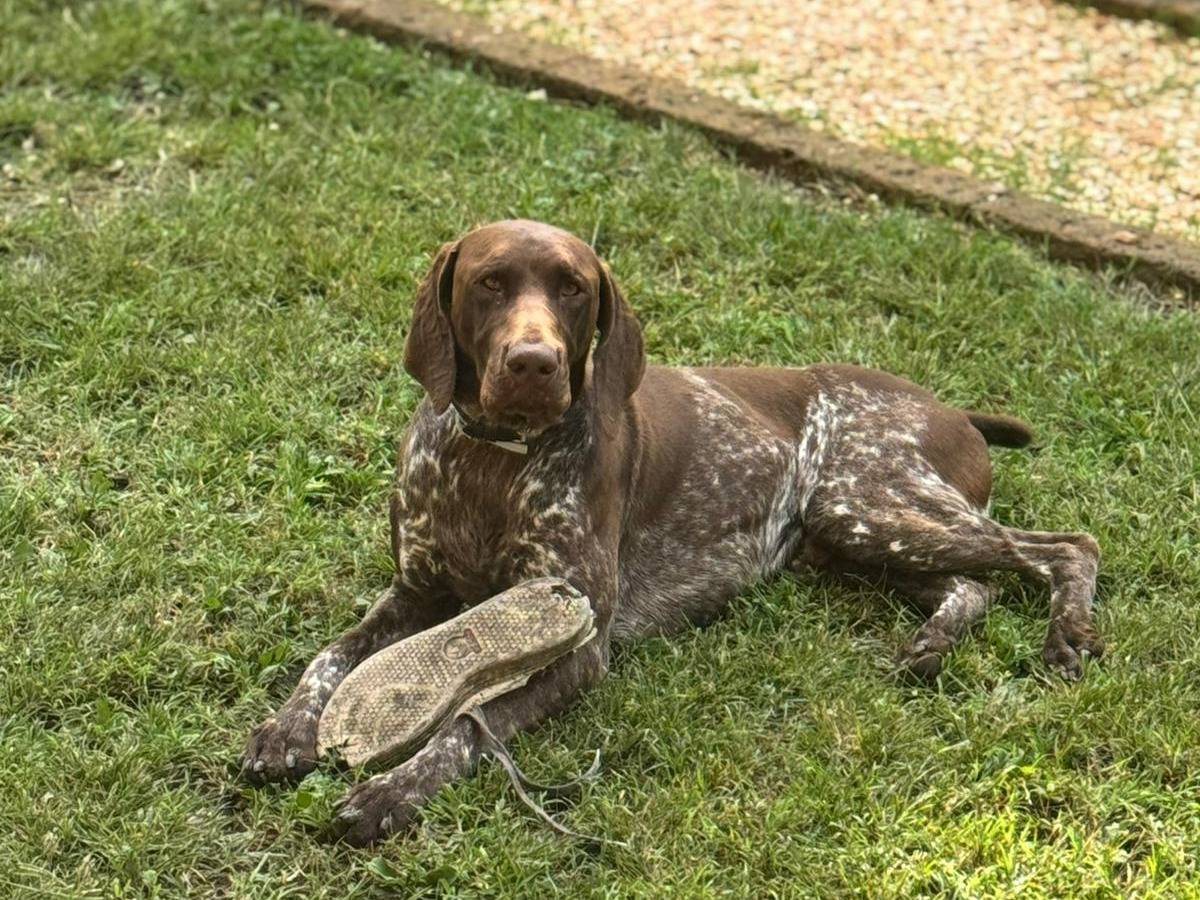 Adozione cane, maschio, Bracco Razza sconosciuta, 2 anni e 7 mesi, taglia piccola, Vicenza