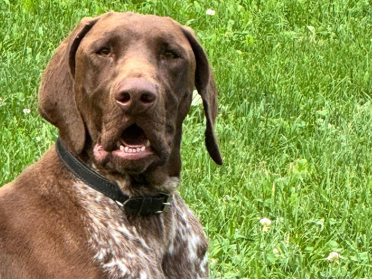 Adotta un cane, maschio, 2 anni e 7 mesi, Vicenza