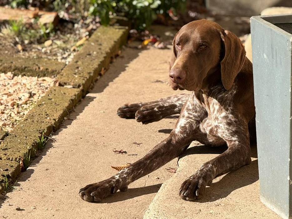 Adotta un cane, taglia piccola, maschio, Vicenza