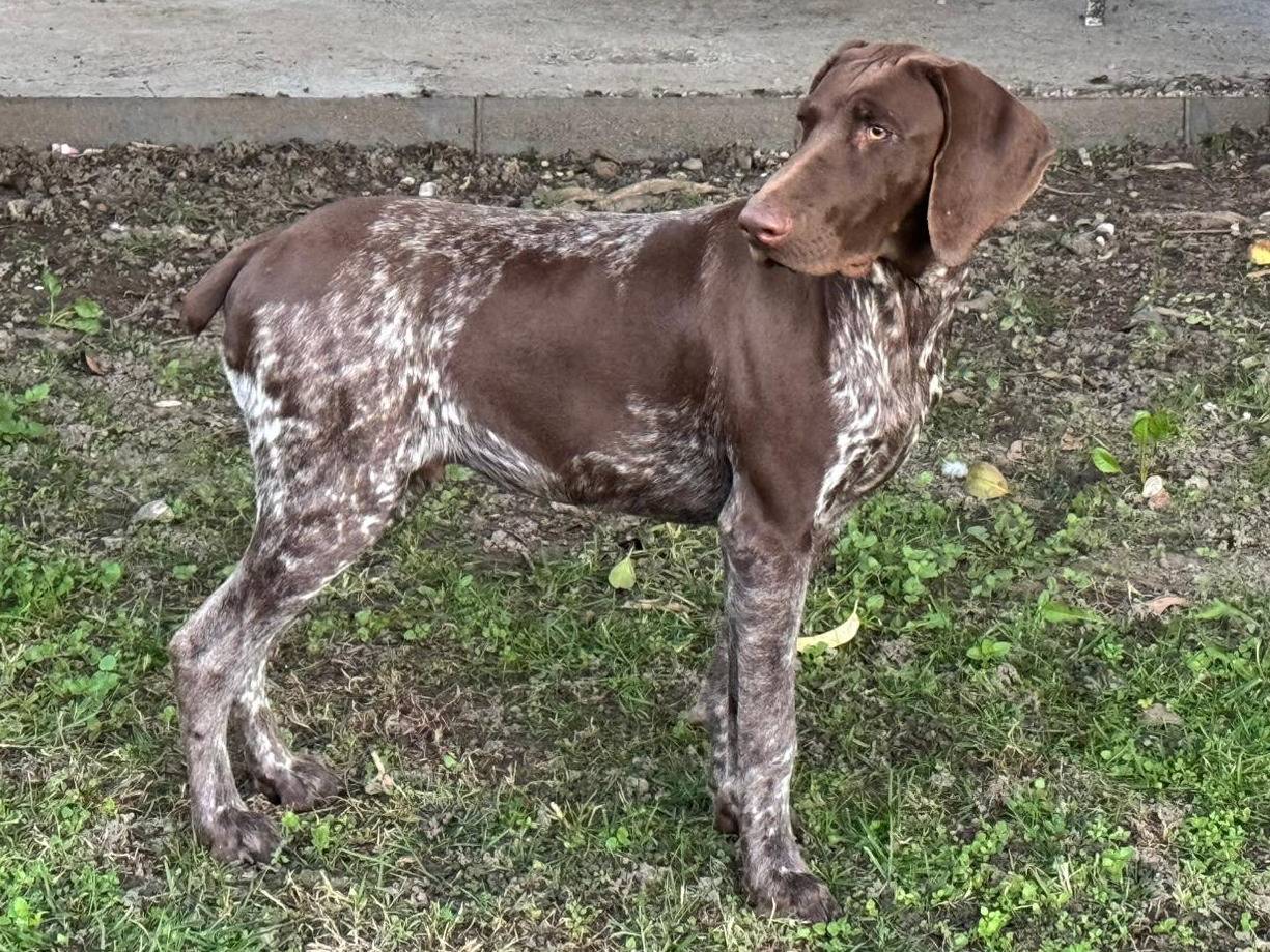 Vuoi adottare un cane a Vicenza?