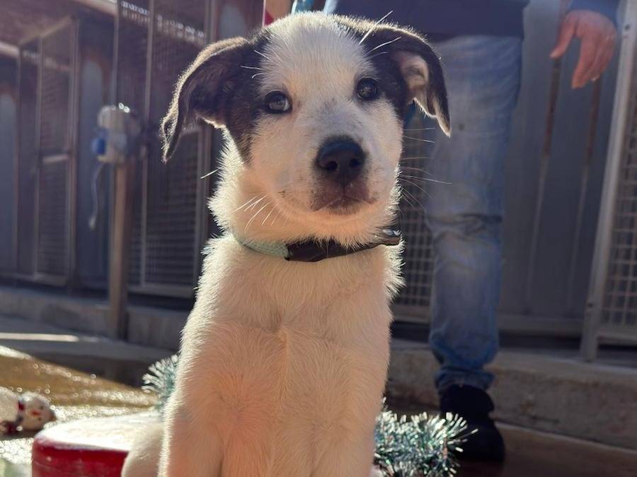 Adozione cane, femmina, Razza sconosciuta Razza sconosciuta, 4 mesi, taglia media, Trapani