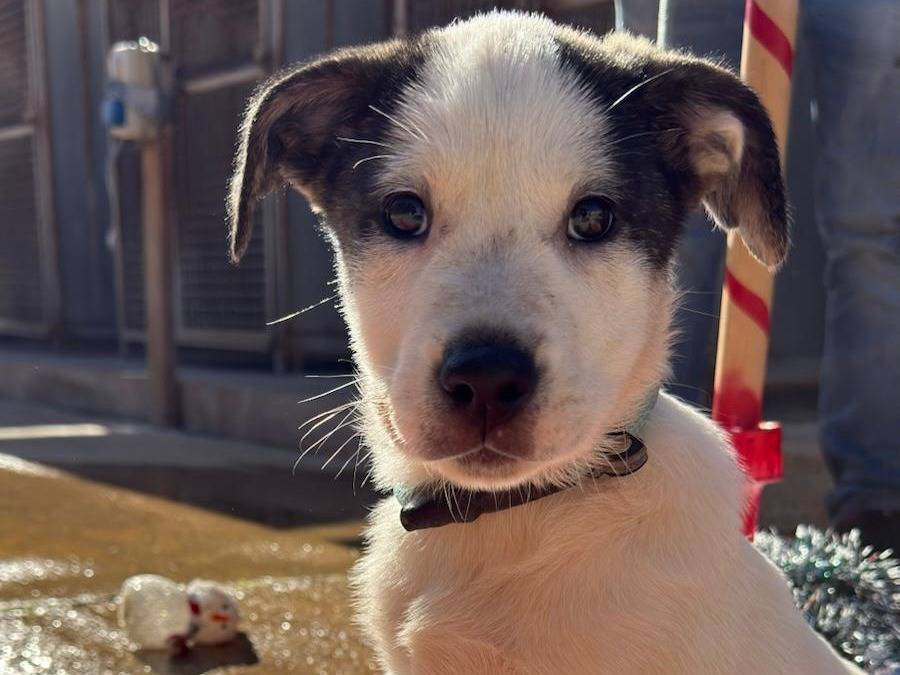 Adotta il cane Ink a Trapani