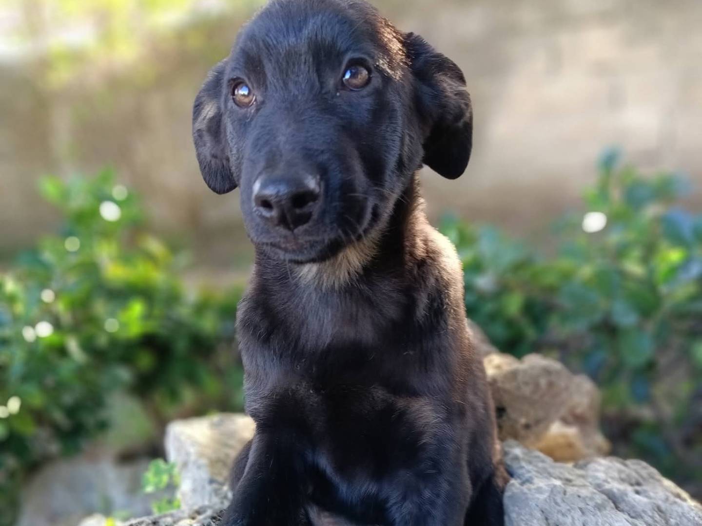 Vuoi adottare un cane a Siracusa?
