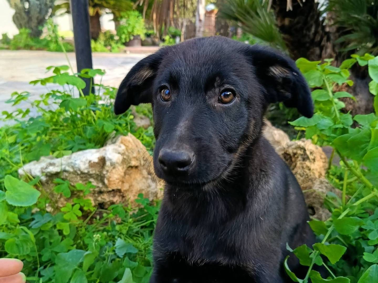 Adotta il cane FIONA a Siracusa