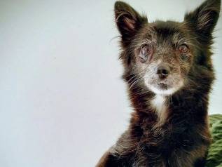 Adozione cane, femmina, Razza sconosciuta Razza sconosciuta, 6 anni e 2 mesi, taglia piccola, Taranto