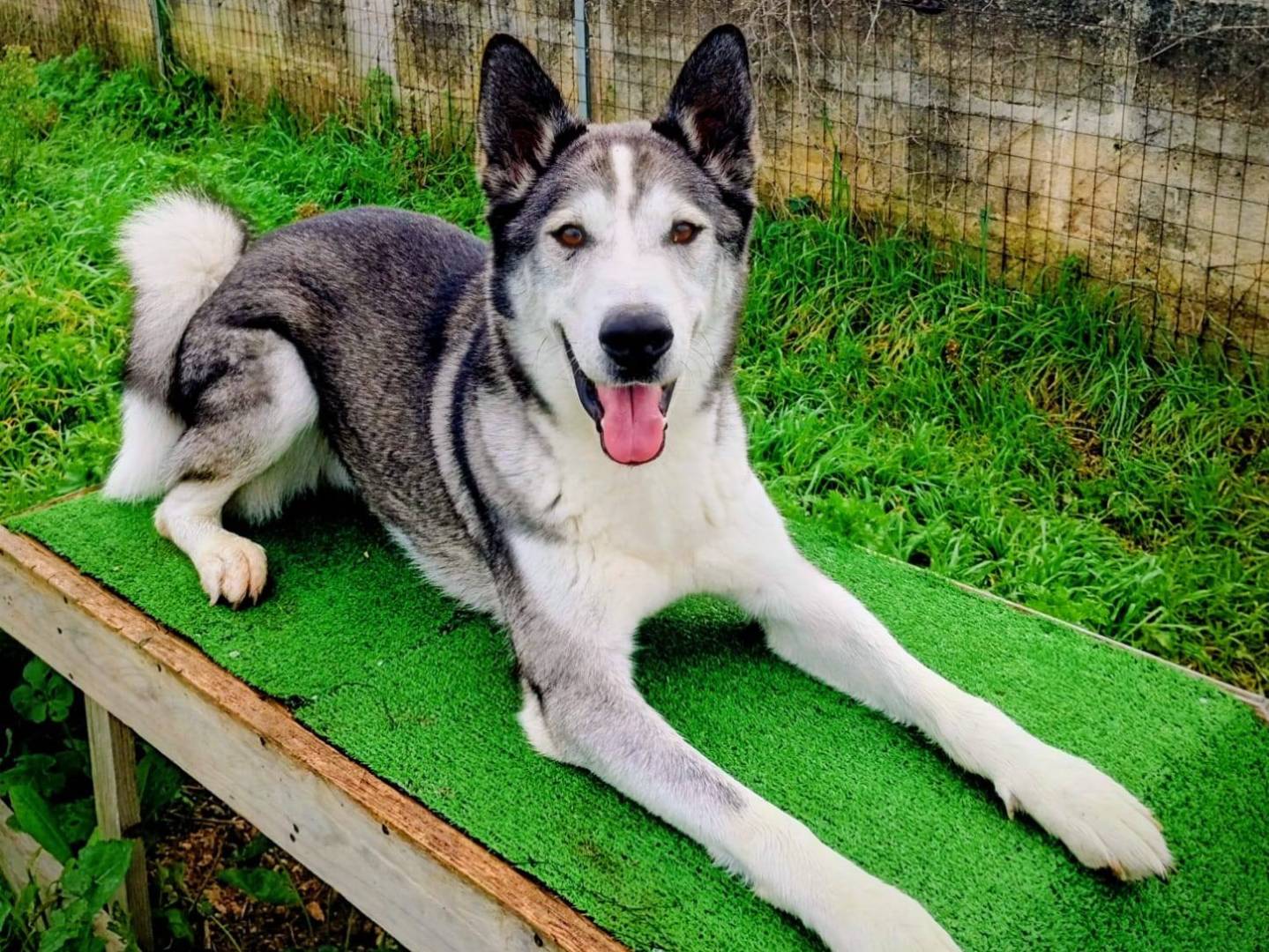 Adozione cane, maschio, Siberian Husky Siberian Husky, 1 anno e 7 mesi, taglia grande, Taranto