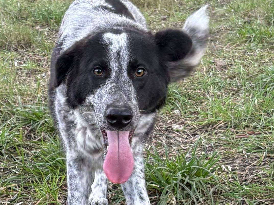 Adozione cane, femmina, Razza sconosciuta Razza sconosciuta, 10 mesi, taglia media, Crotone