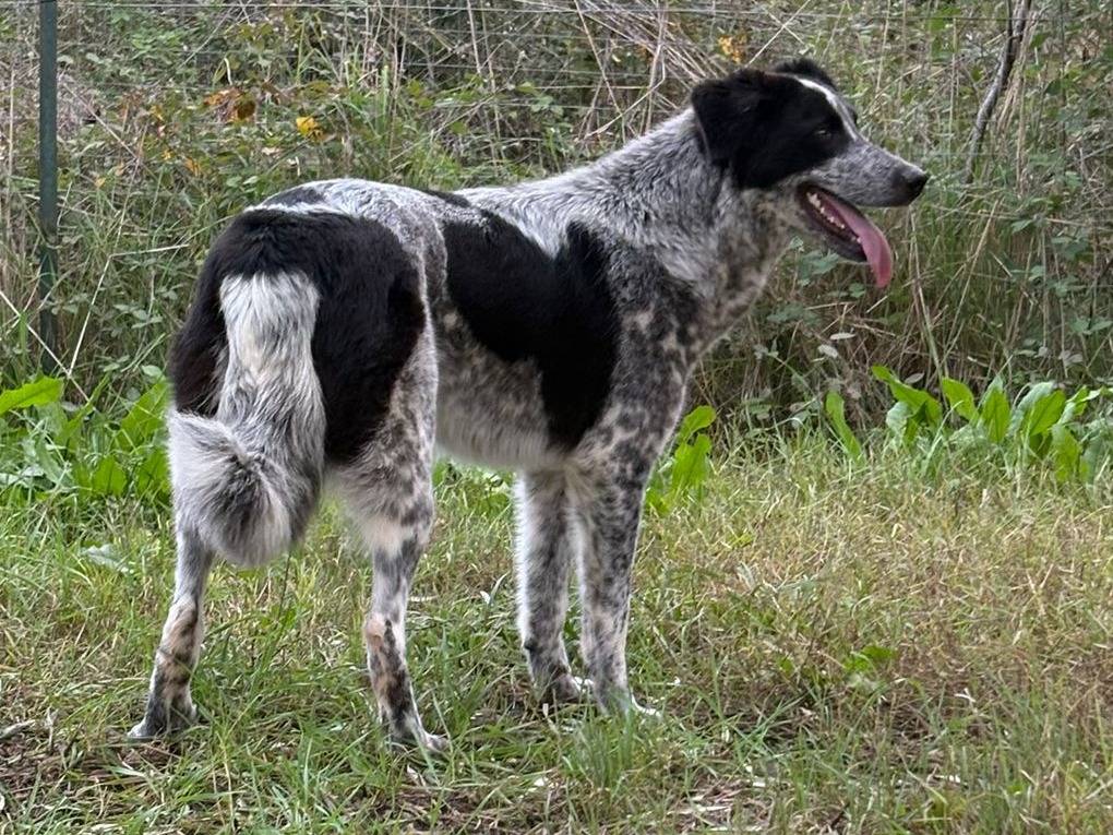 Adotta un cane, femmina, 10 mesi, Crotone