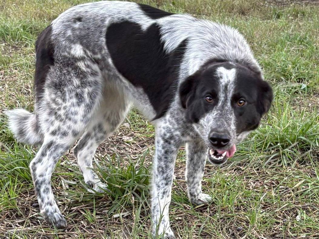 Adotta un cane, taglia media, femmina, Crotone