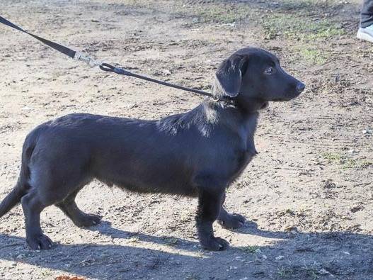 Adozione cane, maschio, Bassotto Razza sconosciuta, 6 mesi, taglia media contenuta, Pavia