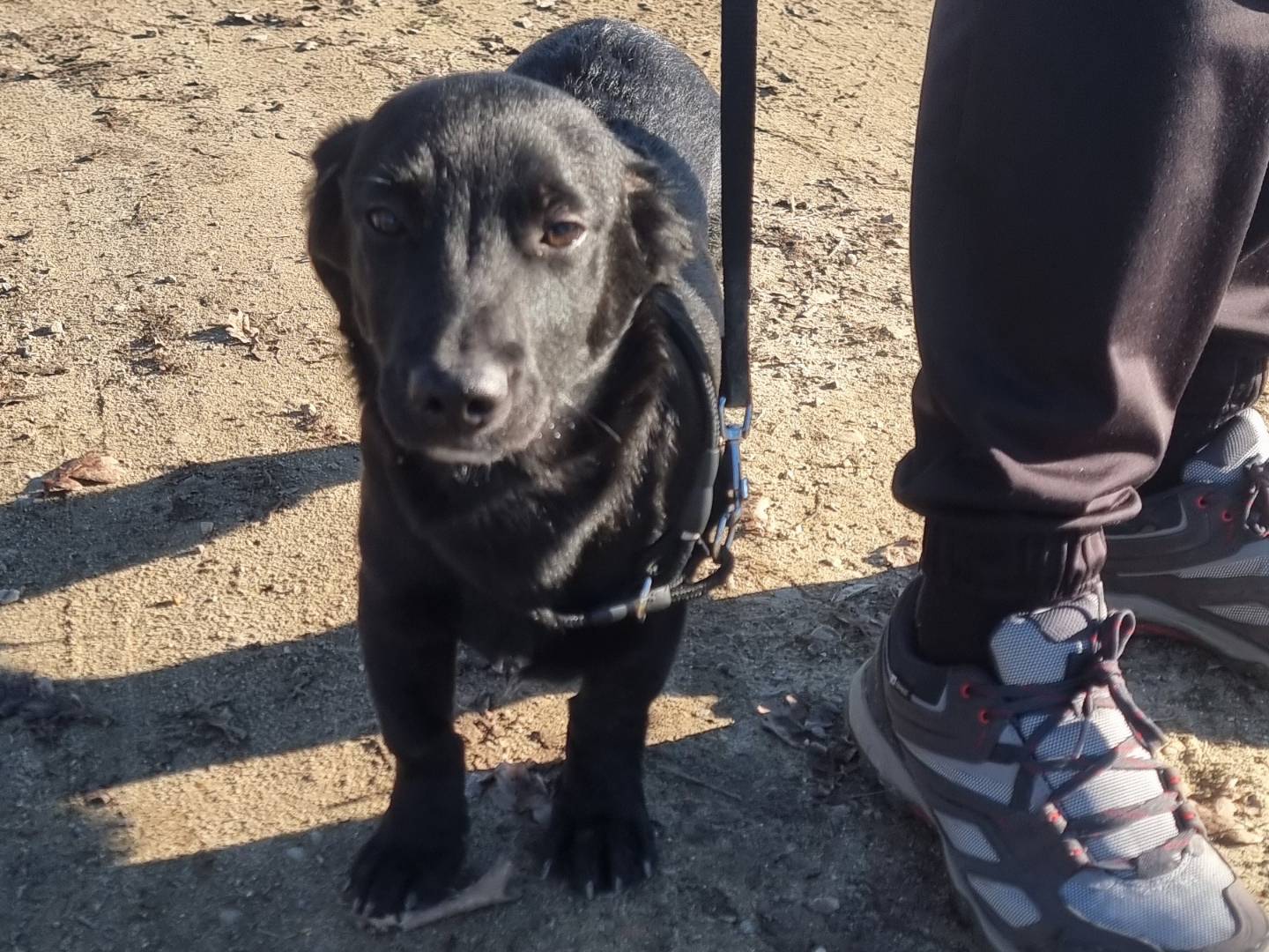 Adotta un cane, maschio, 6 mesi, Pavia