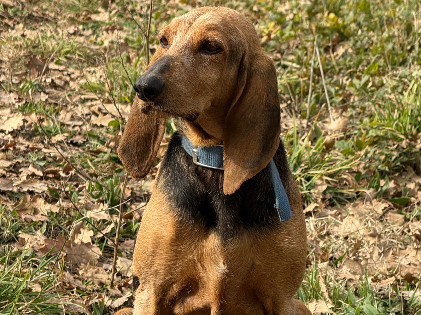 Adozione cane, maschio, Segugio Razza sconosciuta, 10 anni, taglia media, Viterbo